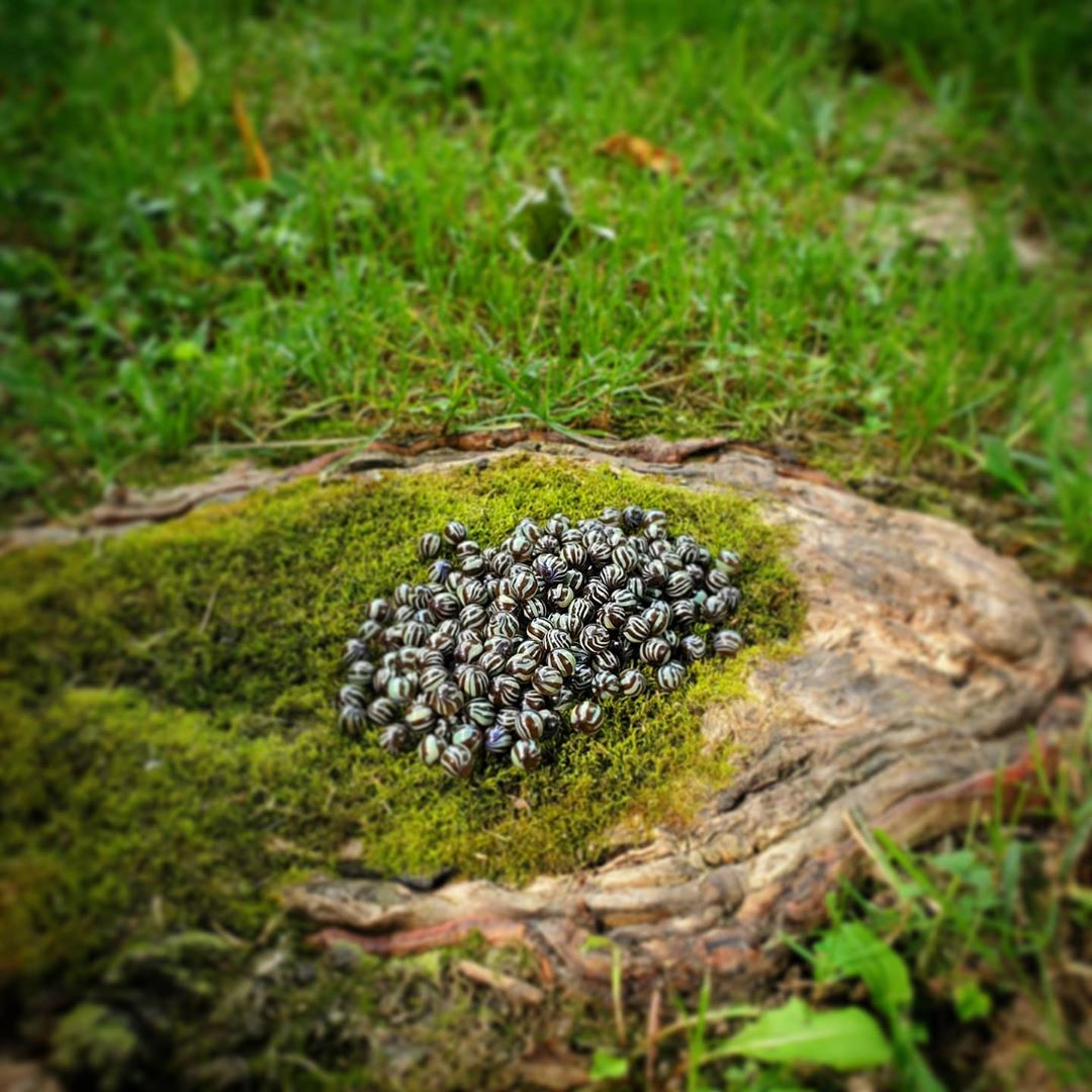 Chad G Wood Grain Pearls